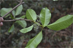 Plecospermum spinosum